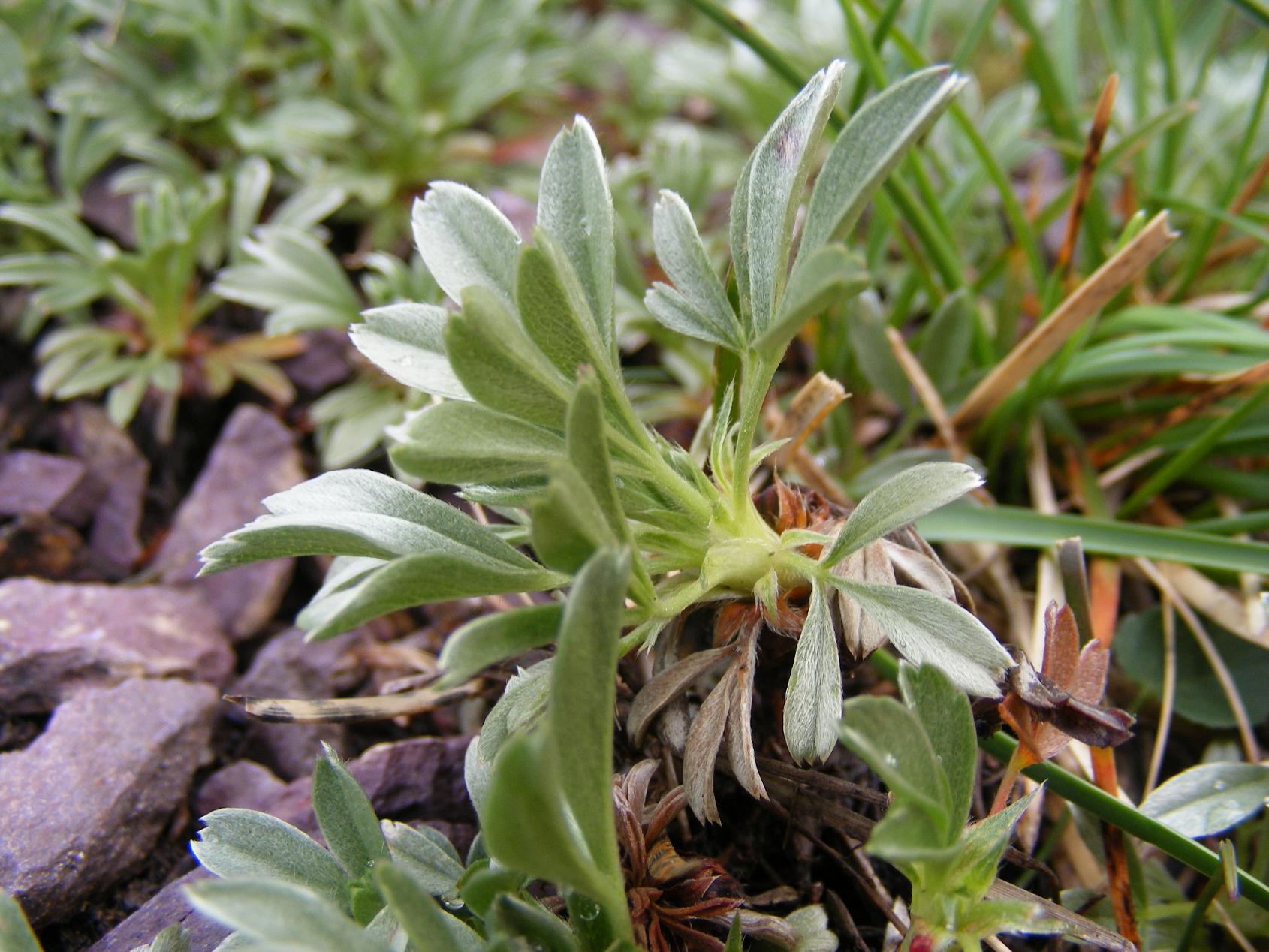 Potentilla nitida (e P. caulescens)